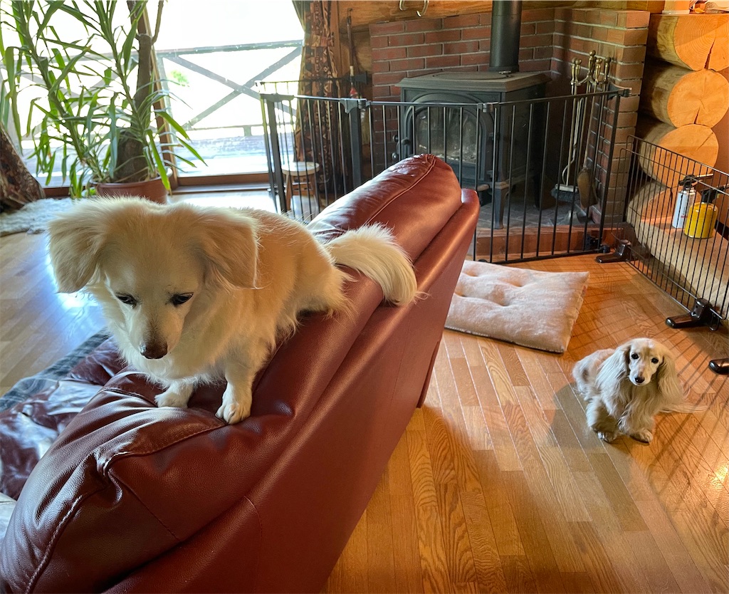 f:id:captaindog082:20210523093116j:image