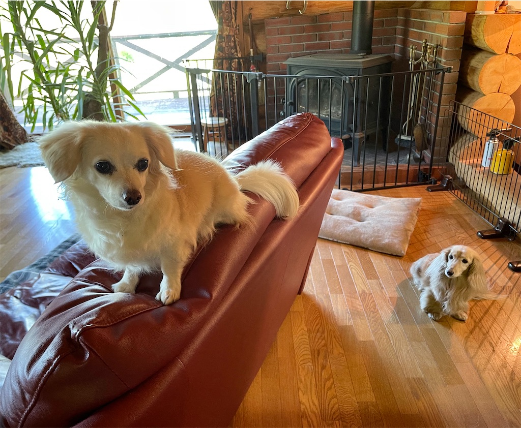 f:id:captaindog082:20210523093119j:image