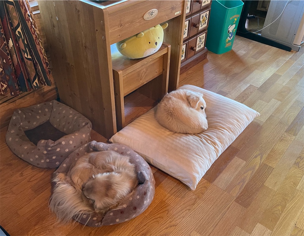 f:id:captaindog082:20210523093123j:image