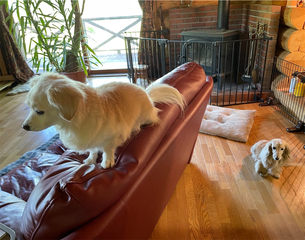 f:id:captaindog082:20210523093126j:image