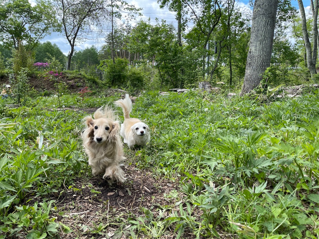 f:id:captaindog082:20210523175629j:image