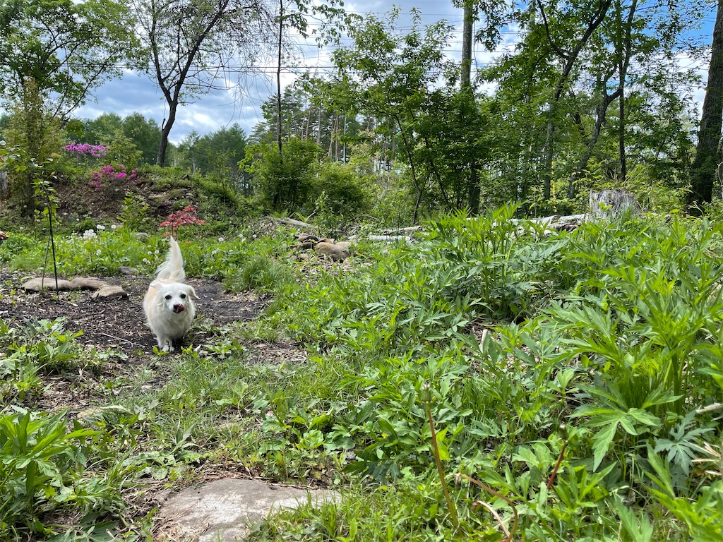 f:id:captaindog082:20210523175636j:image