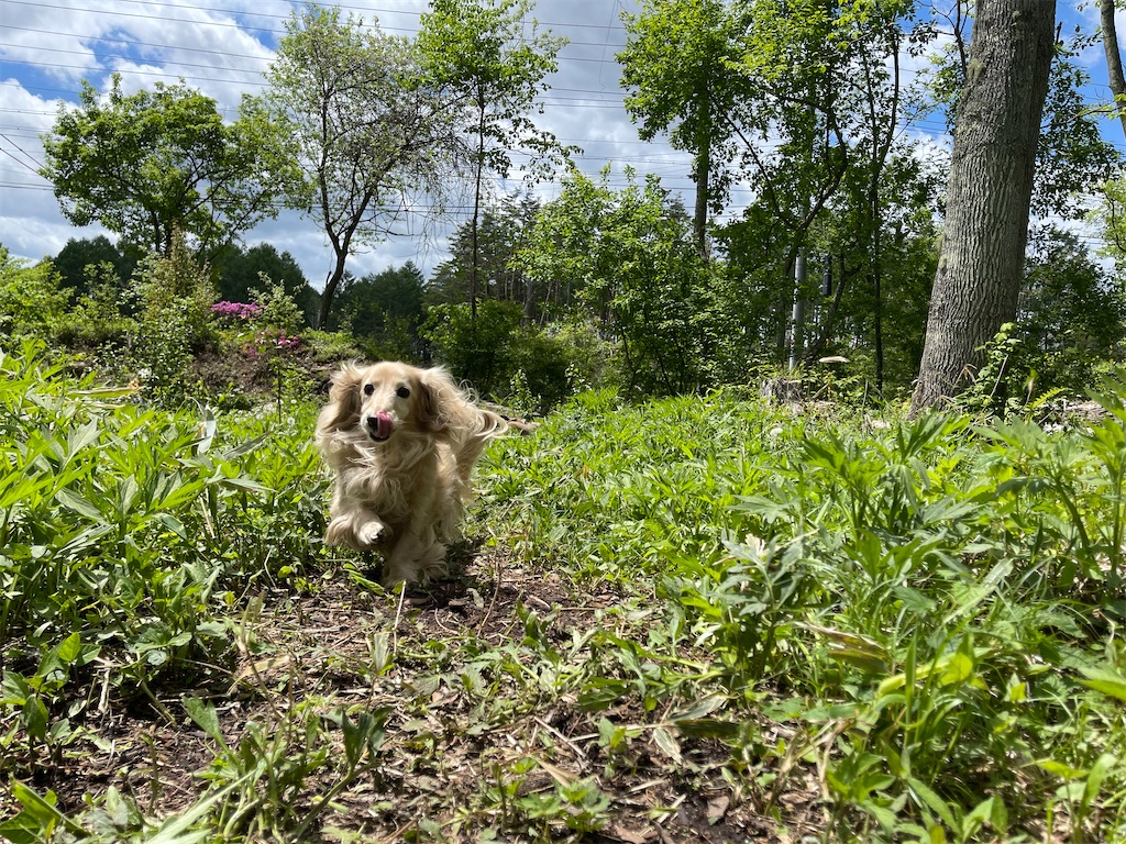 f:id:captaindog082:20210523175639j:image