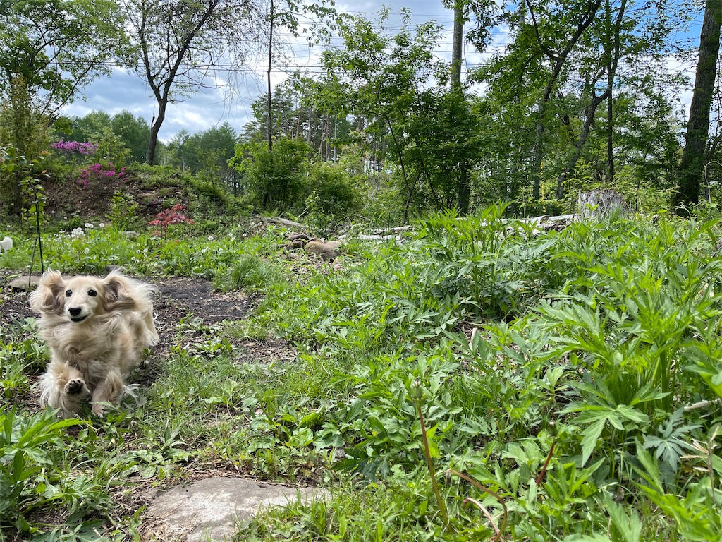 f:id:captaindog082:20210523175643j:image