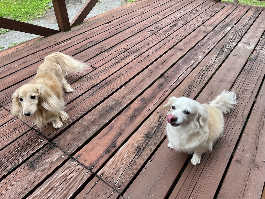 f:id:captaindog082:20210524172713j:image