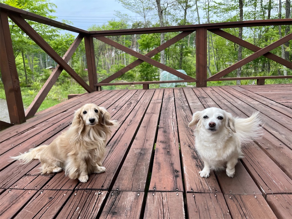 f:id:captaindog082:20210524172716j:image