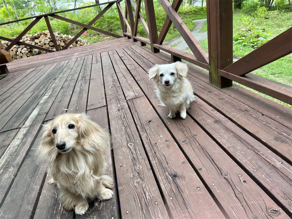 f:id:captaindog082:20210524172722j:image