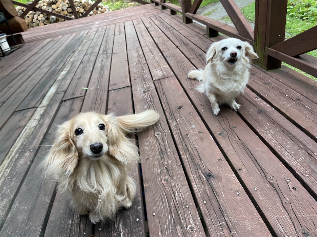 f:id:captaindog082:20210524172730j:image