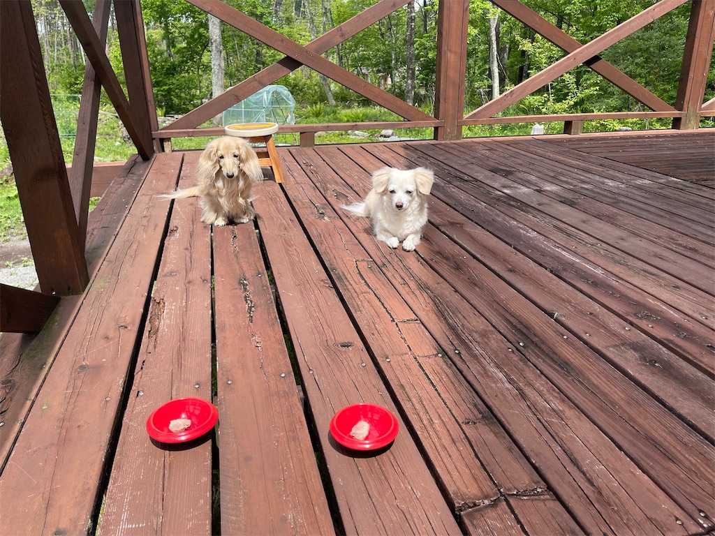 f:id:captaindog082:20210525105327j:image