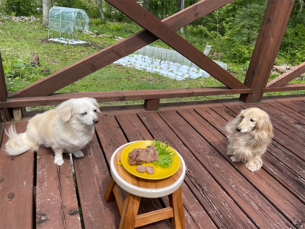 f:id:captaindog082:20210525105335j:image