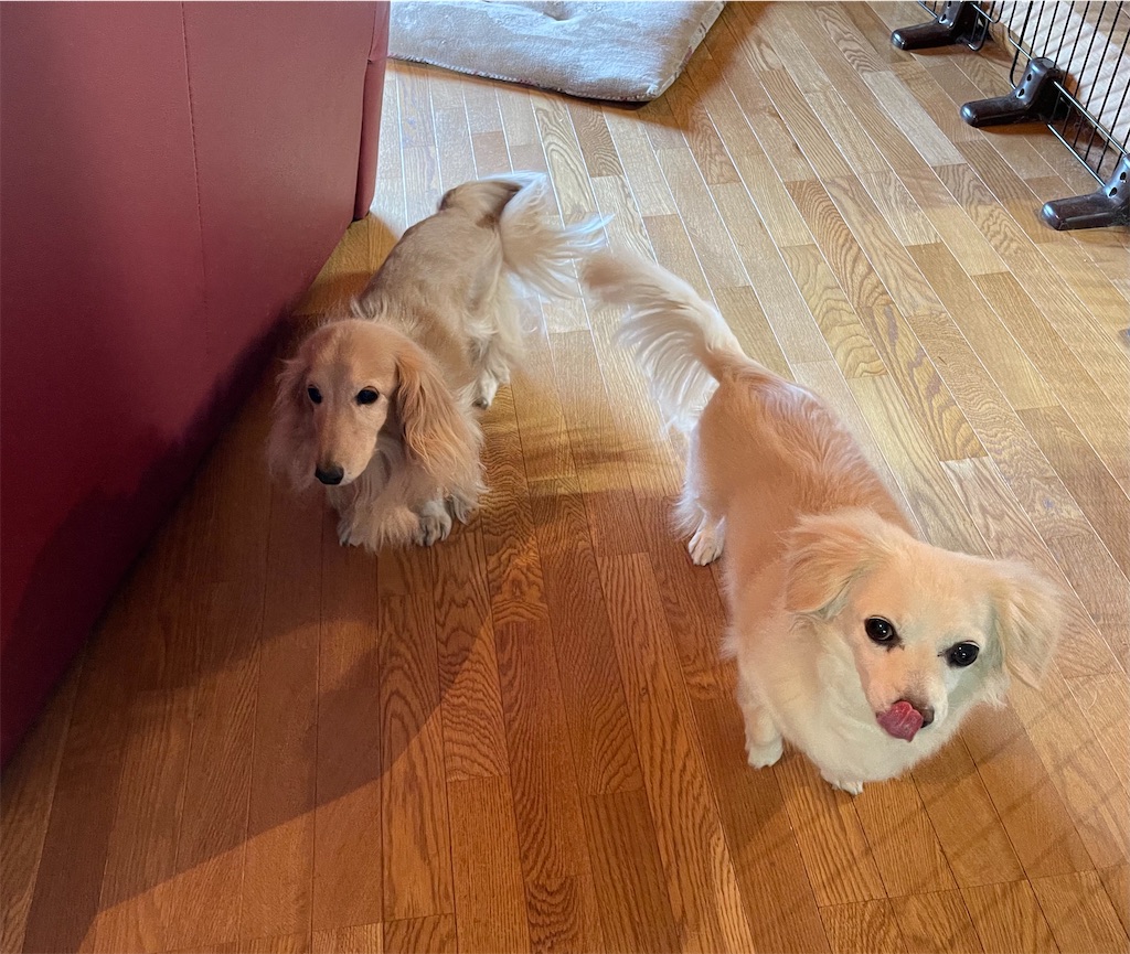 f:id:captaindog082:20210526095652j:image