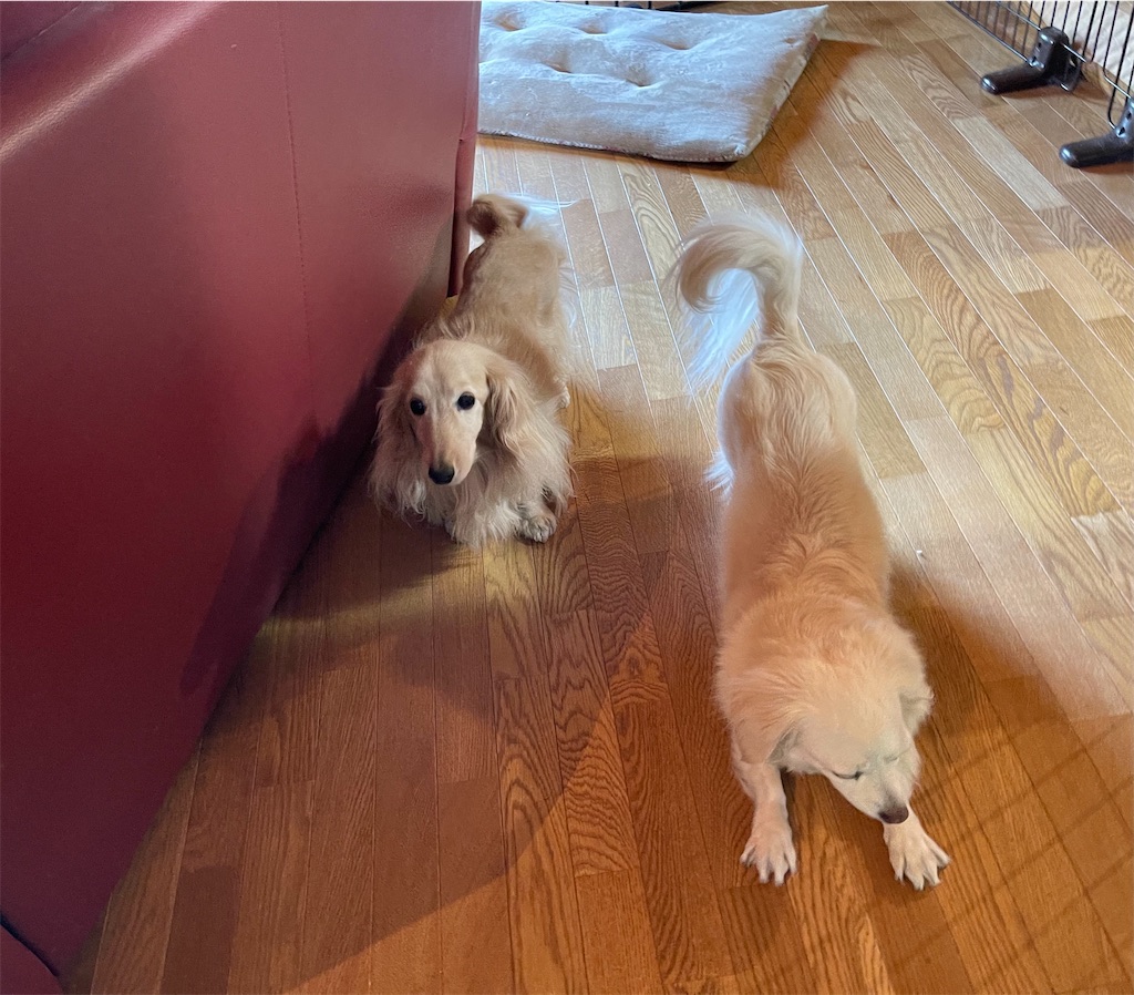 f:id:captaindog082:20210526095656j:image