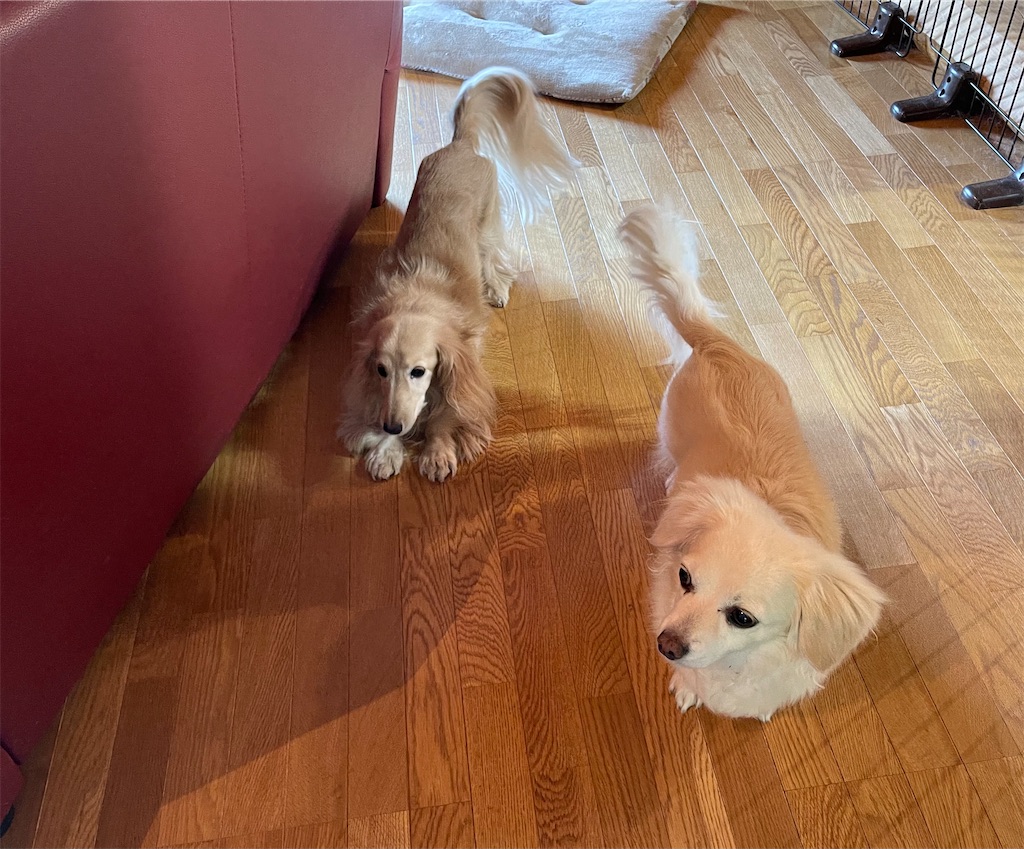 f:id:captaindog082:20210526095659j:image