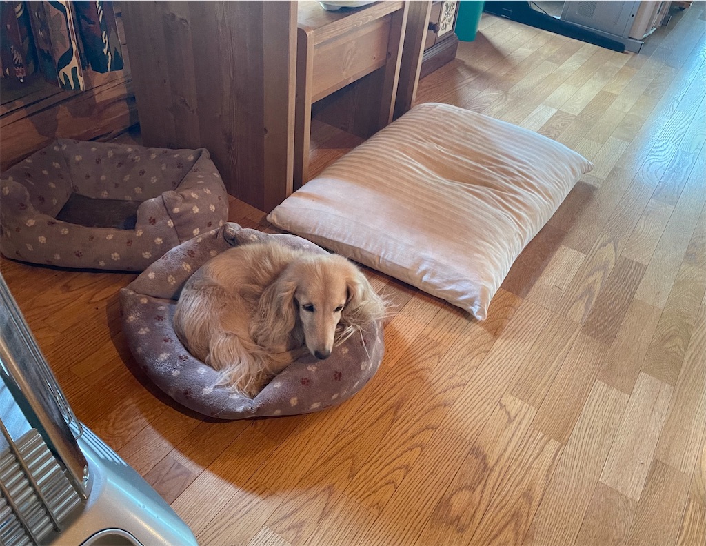 f:id:captaindog082:20210527115150j:plain