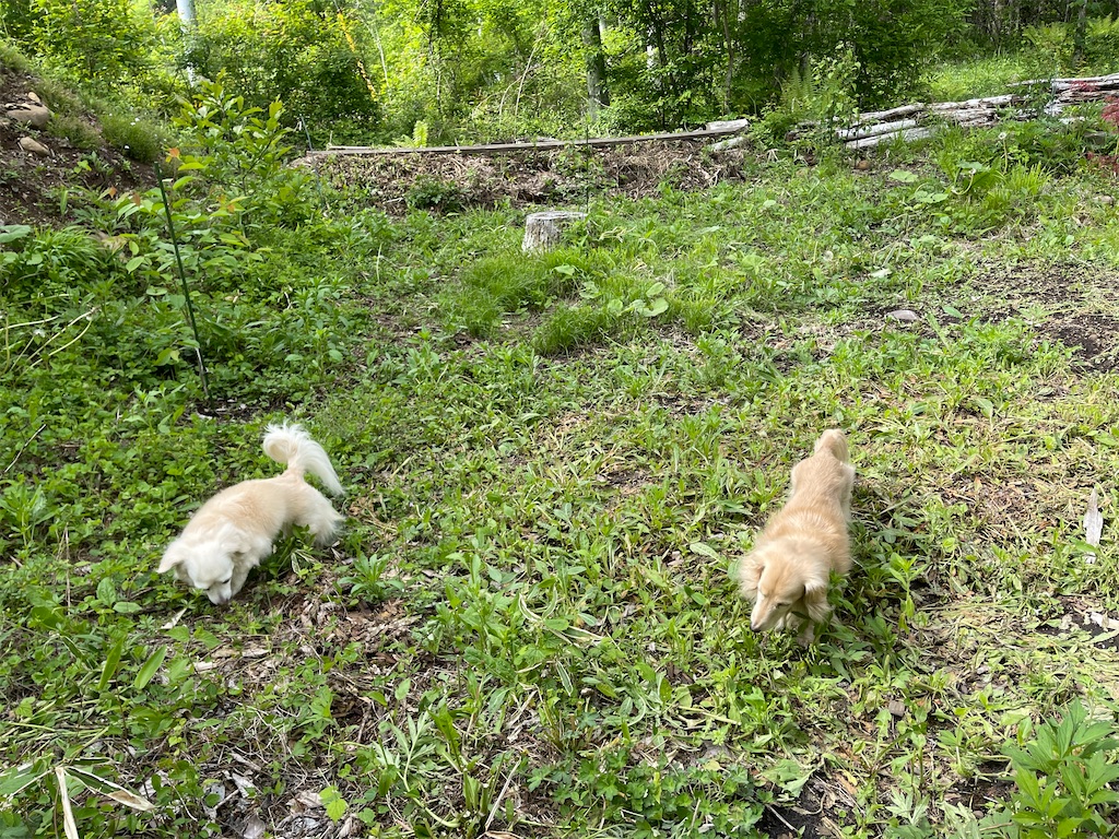 f:id:captaindog082:20210528213528j:image