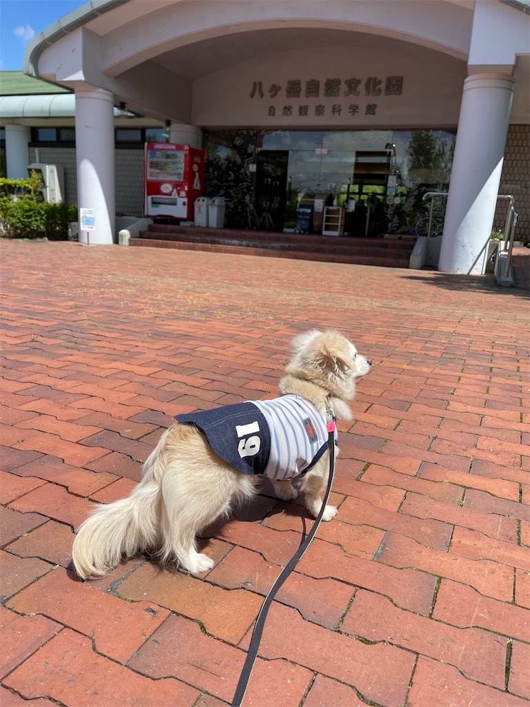 f:id:captaindog082:20210529173616j:image
