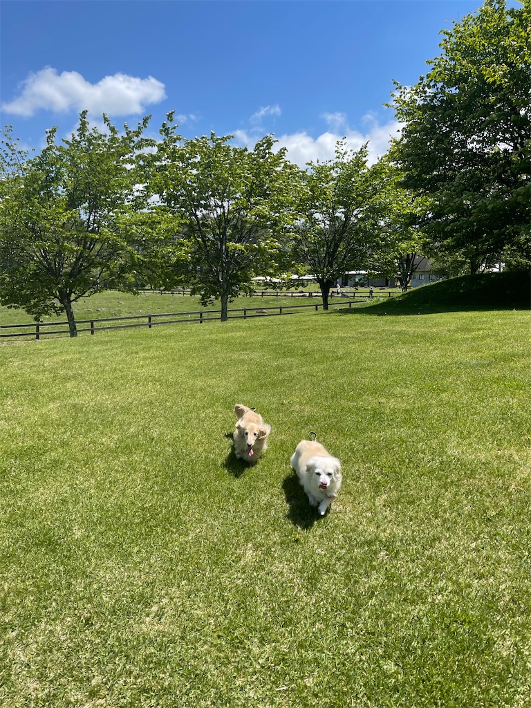 f:id:captaindog082:20210601120646j:image