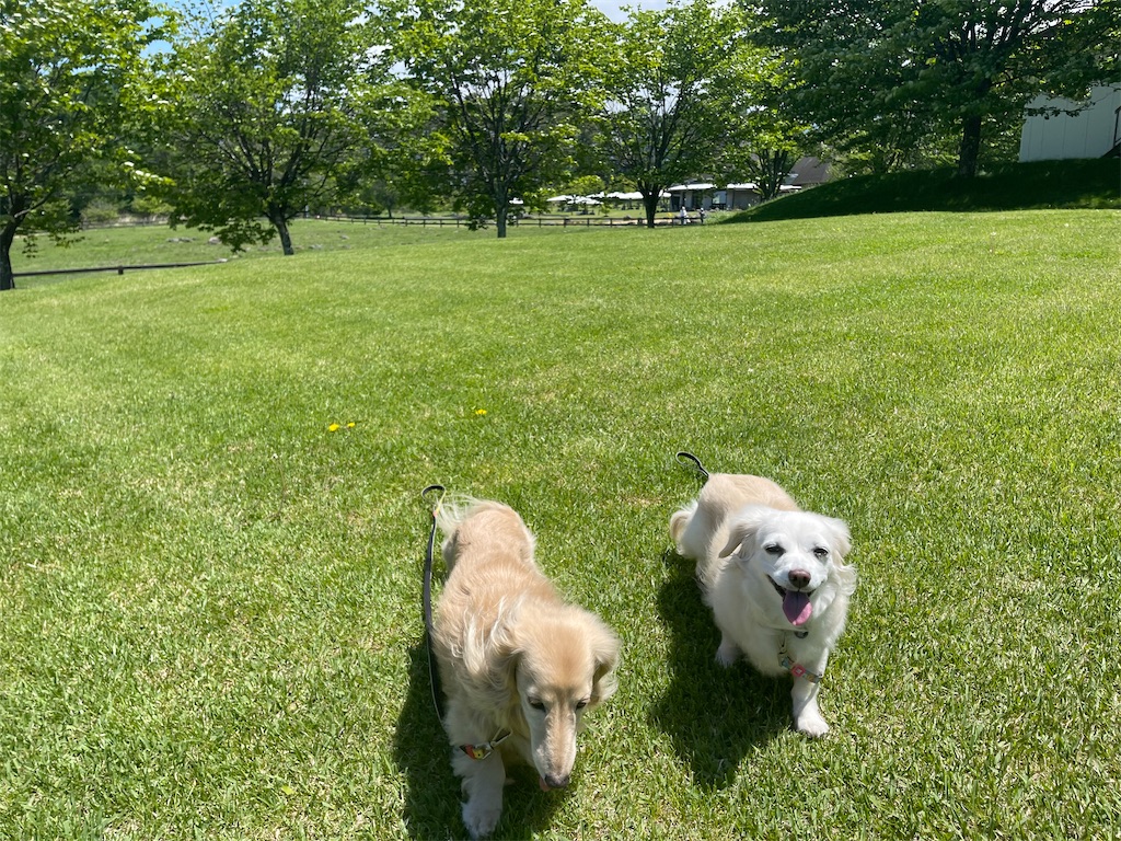 f:id:captaindog082:20210601120651j:image