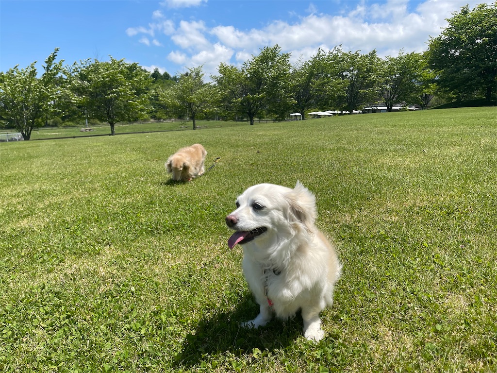 f:id:captaindog082:20210601120656j:image