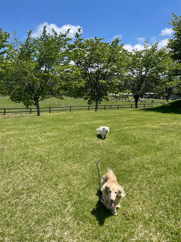 f:id:captaindog082:20210601120705j:image