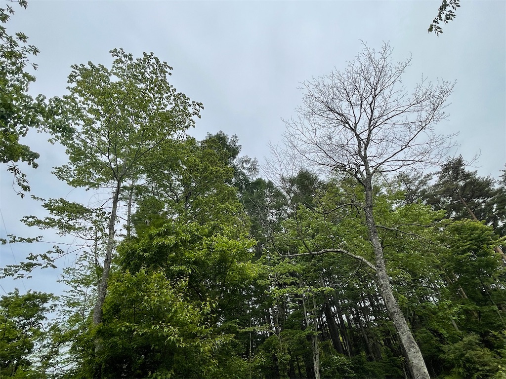 f:id:captaindog082:20210602220837j:image