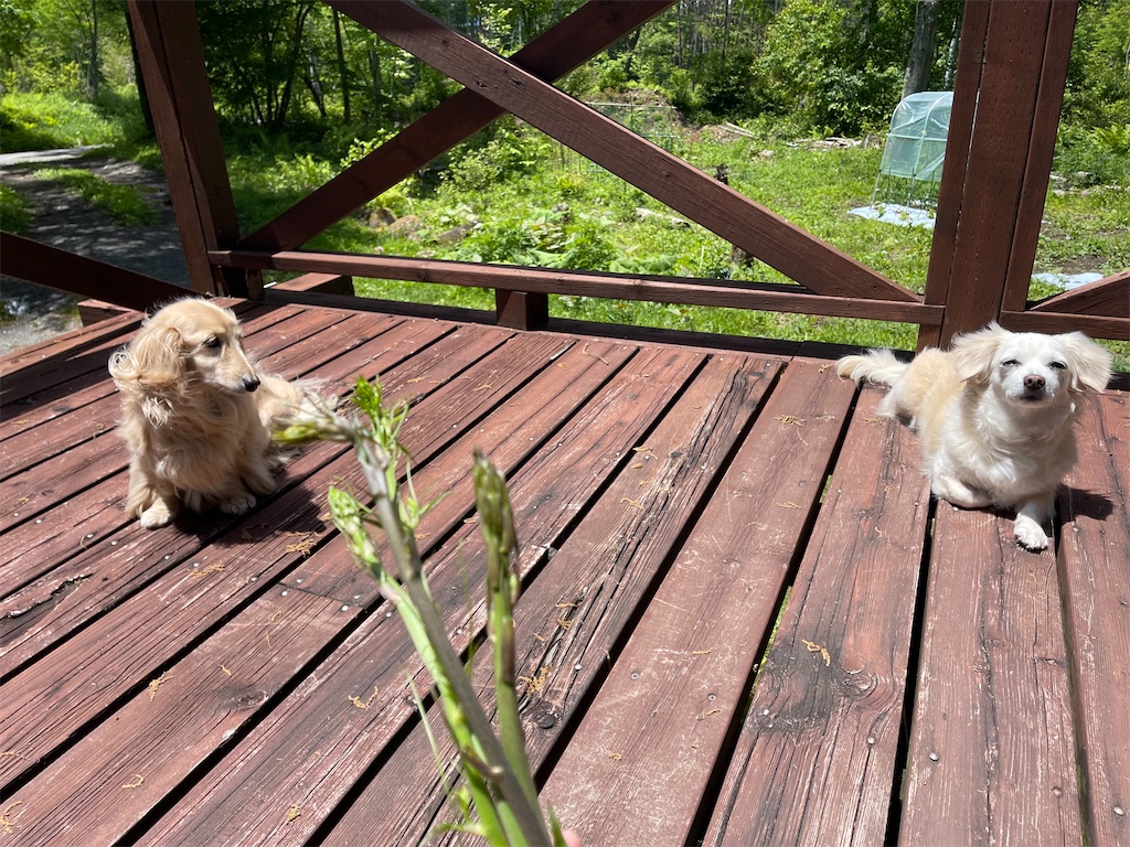 f:id:captaindog082:20210605125322j:image