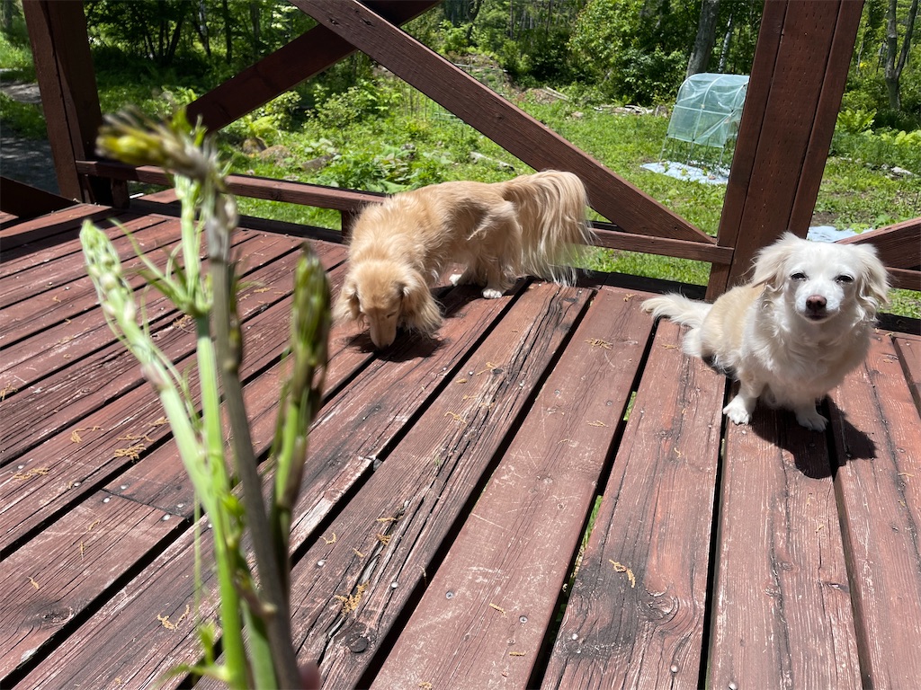 f:id:captaindog082:20210605125332j:image