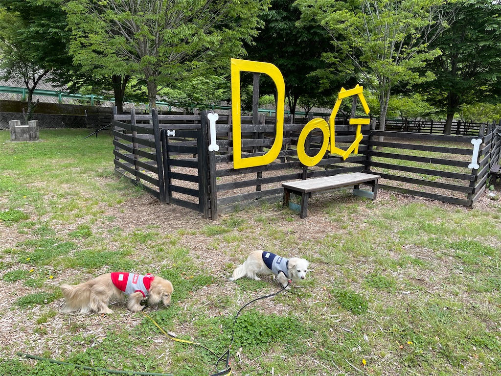 f:id:captaindog082:20210606155804j:image