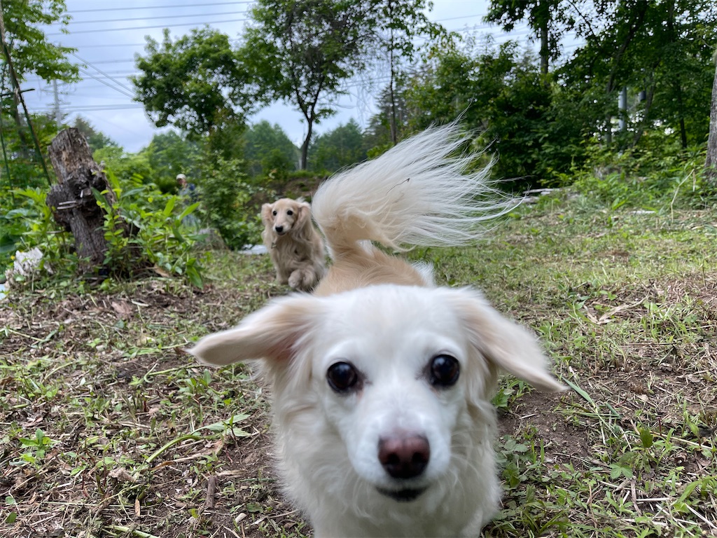 f:id:captaindog082:20210613115509j:image
