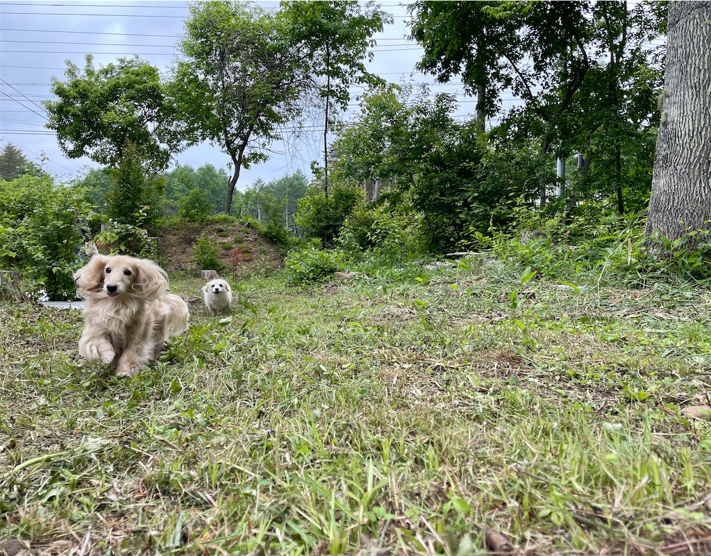 f:id:captaindog082:20210613115512j:image