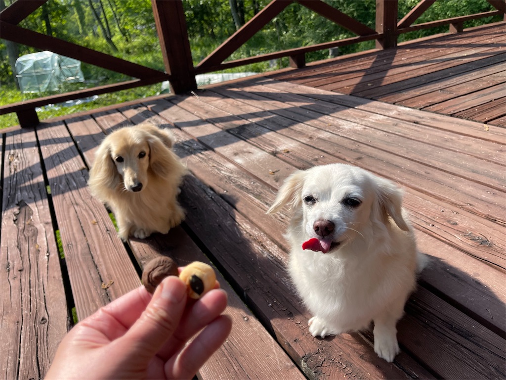 f:id:captaindog082:20210617145018j:image