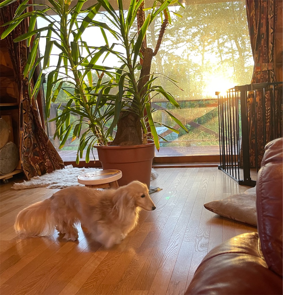f:id:captaindog082:20210620220017j:image