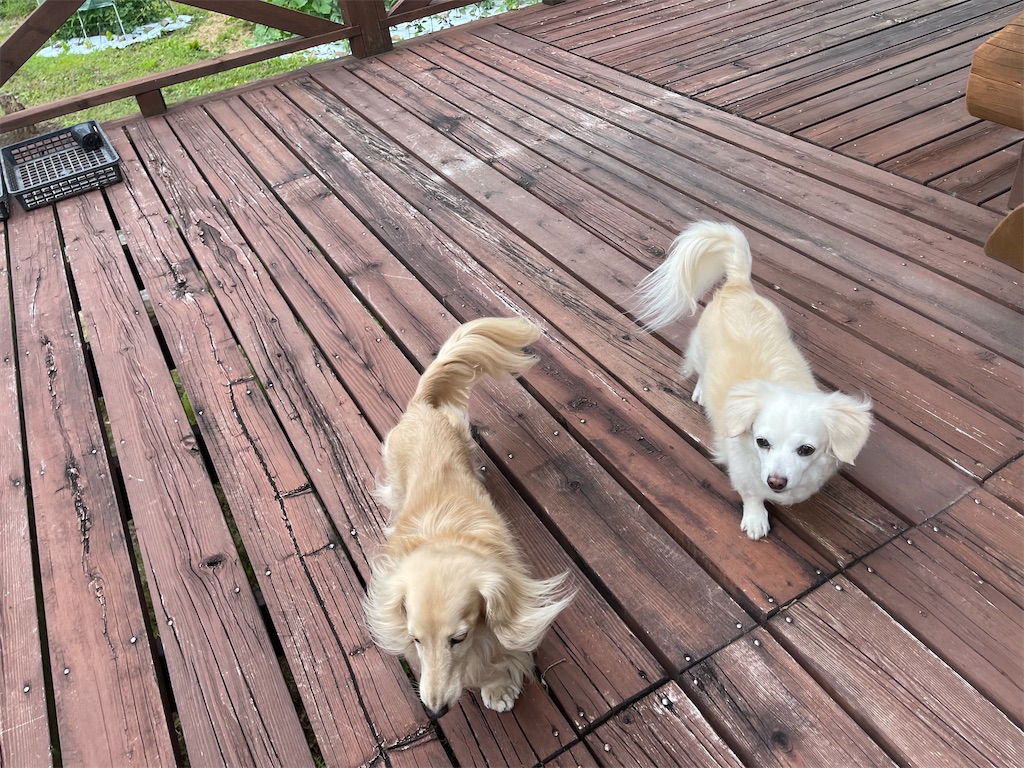 f:id:captaindog082:20210622234727j:image