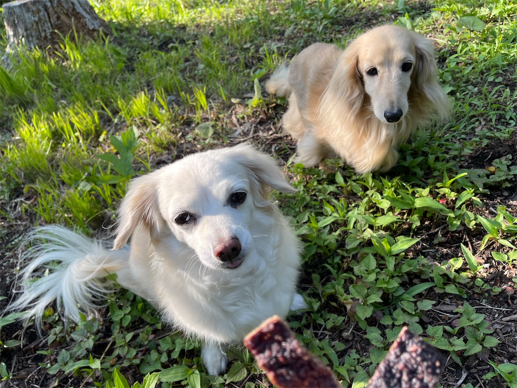 f:id:captaindog082:20210624172403j:image