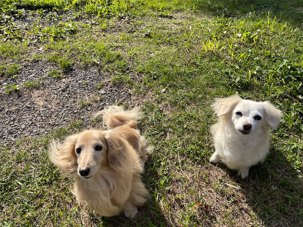 f:id:captaindog082:20210624172406j:image