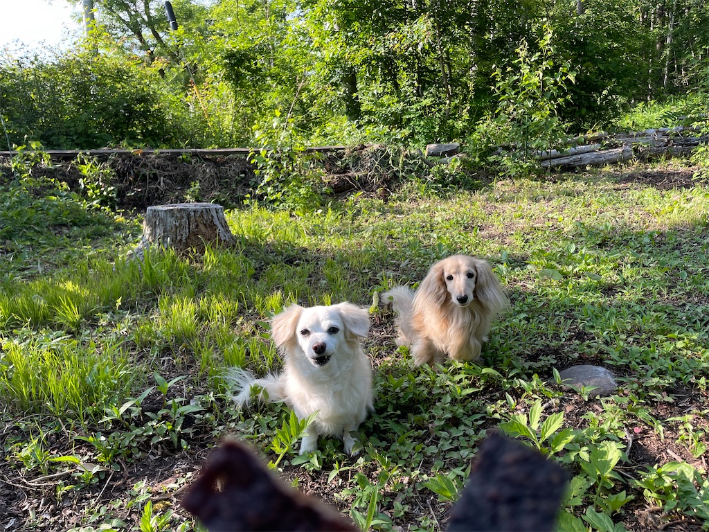 f:id:captaindog082:20210624172413j:image