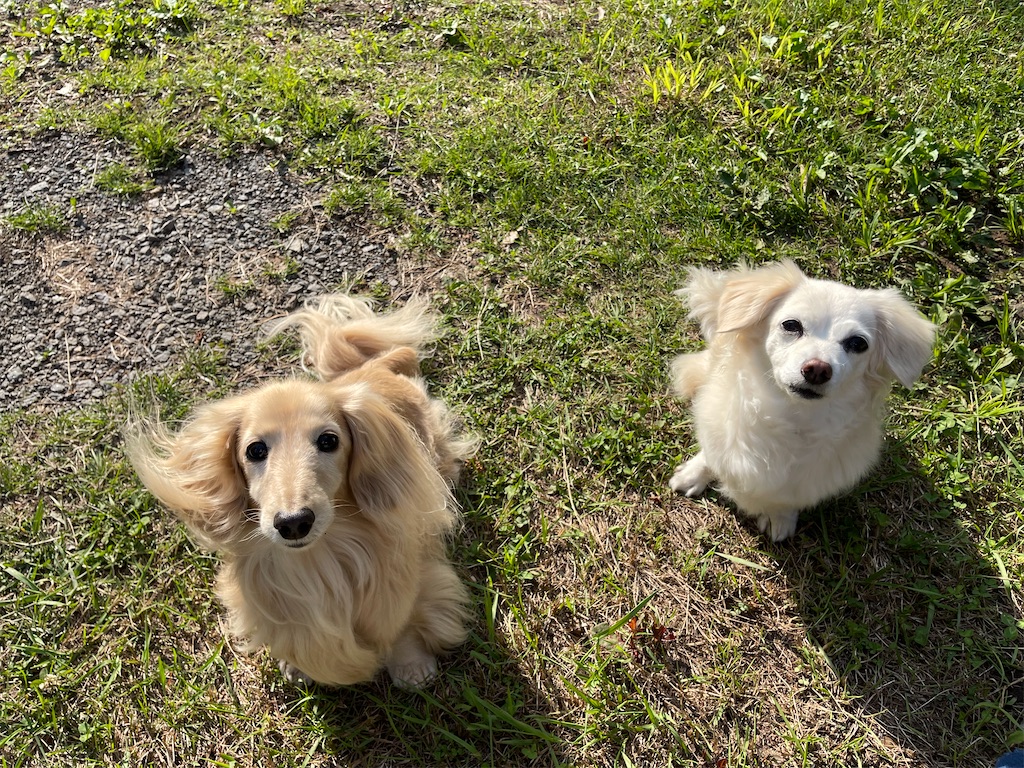 f:id:captaindog082:20210624172417j:image