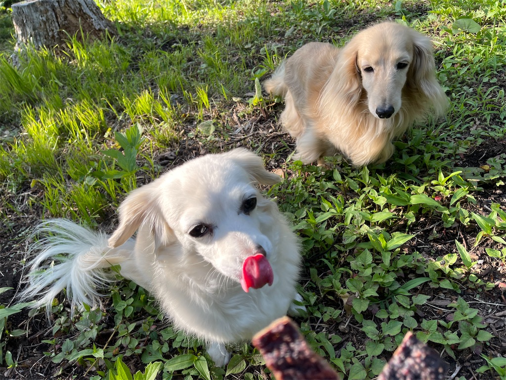 f:id:captaindog082:20210624172423j:image