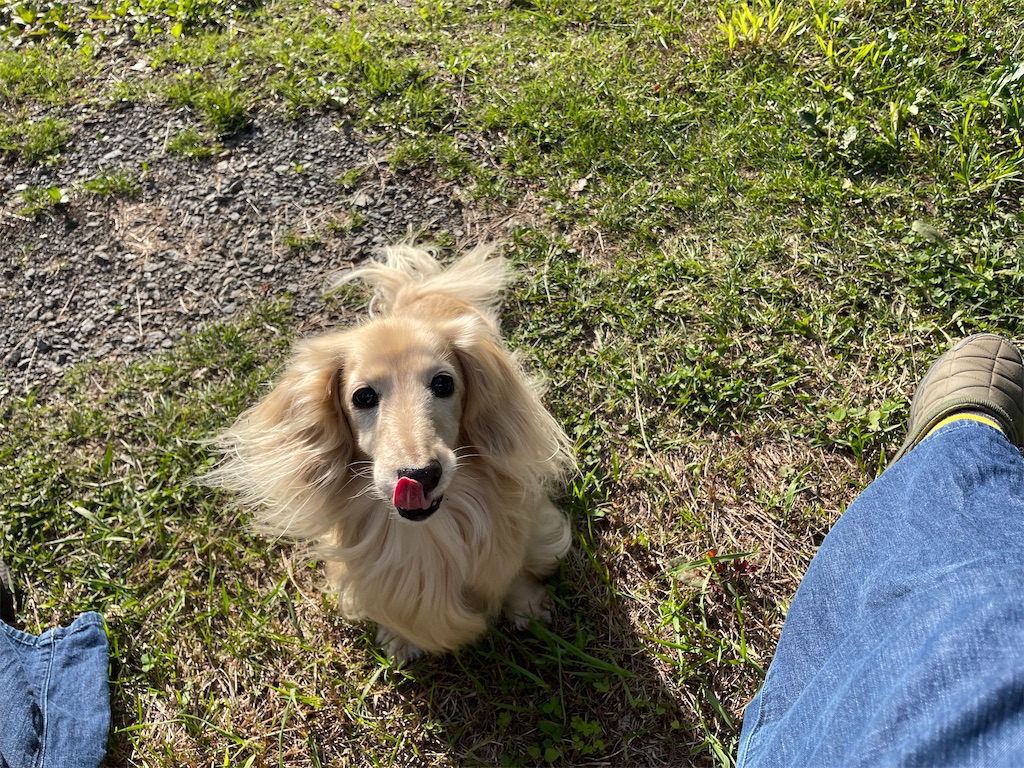 f:id:captaindog082:20210624172426j:image