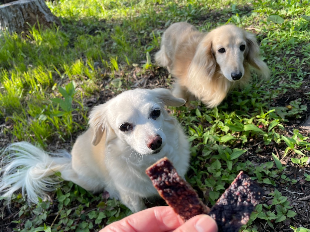 f:id:captaindog082:20210624172438j:image