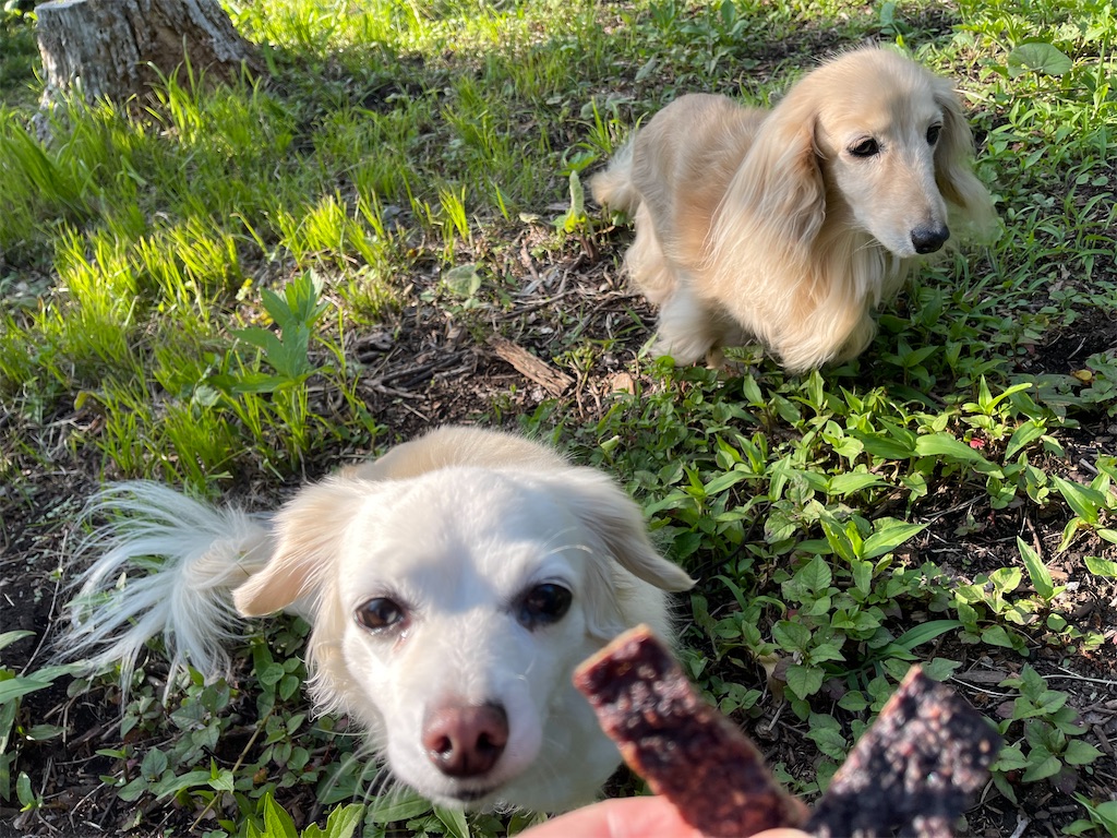 f:id:captaindog082:20210624172445j:image