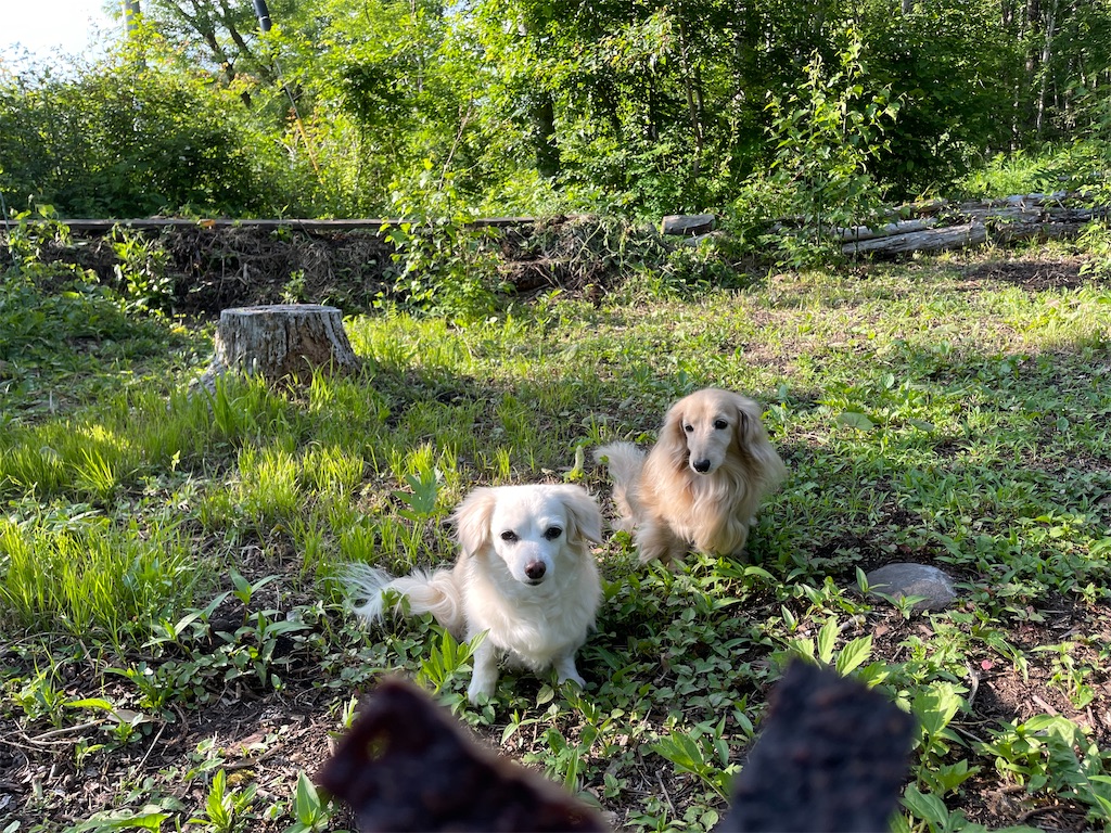 f:id:captaindog082:20210624172448j:image