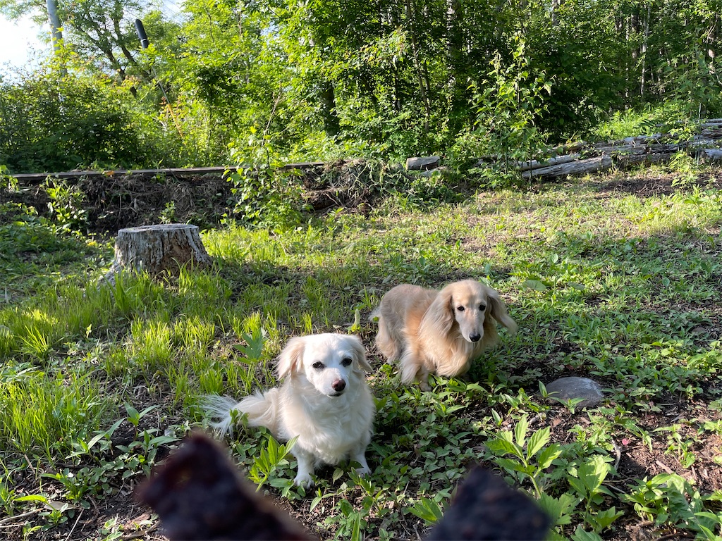 f:id:captaindog082:20210624172501j:image