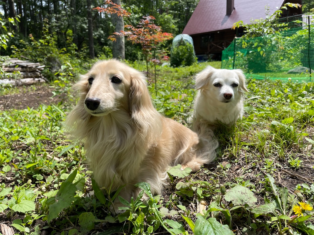 f:id:captaindog082:20210628214820j:image