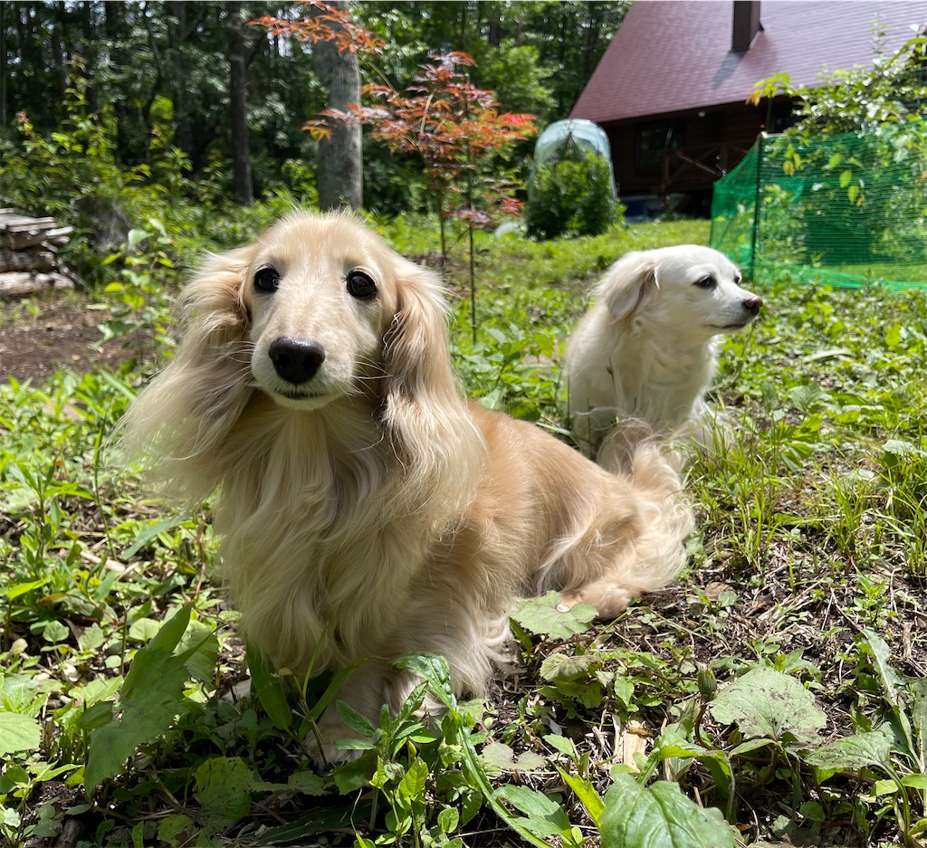 f:id:captaindog082:20210628214823j:image