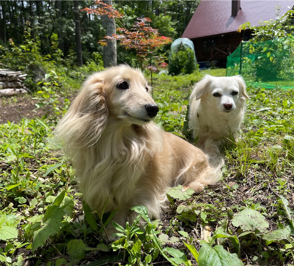 f:id:captaindog082:20210628214830j:image