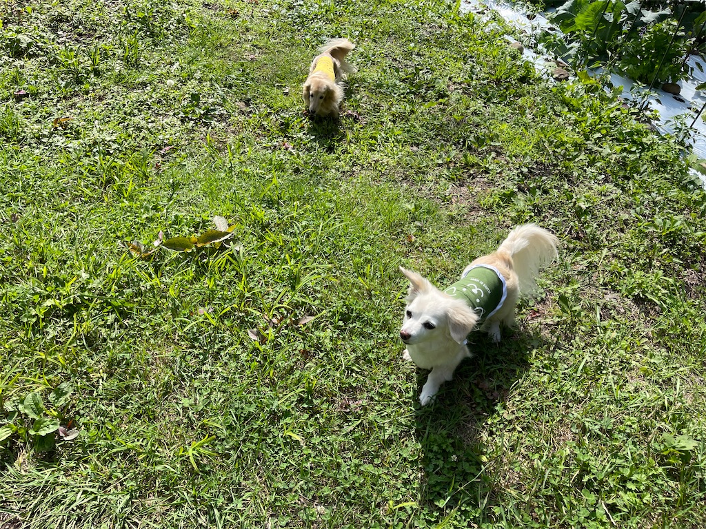 f:id:captaindog082:20210630174754j:image
