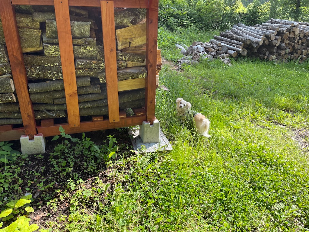 f:id:captaindog082:20210630174820j:image