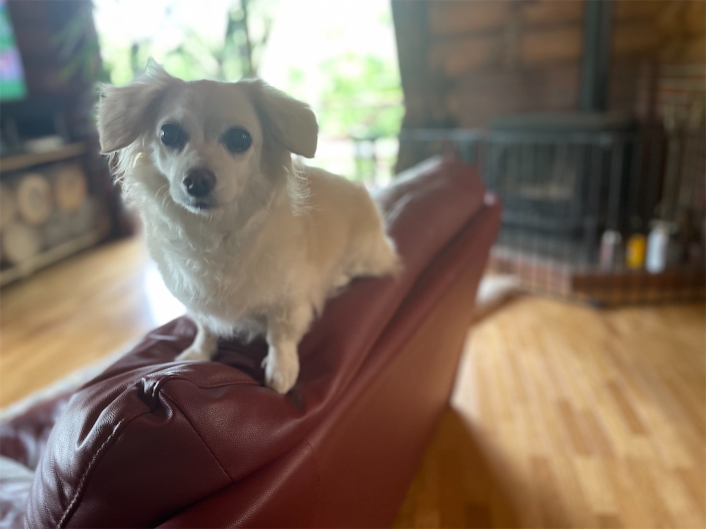 f:id:captaindog082:20210706083801j:image