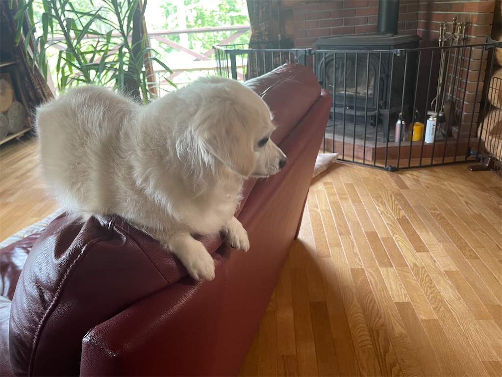 f:id:captaindog082:20210706083822j:image